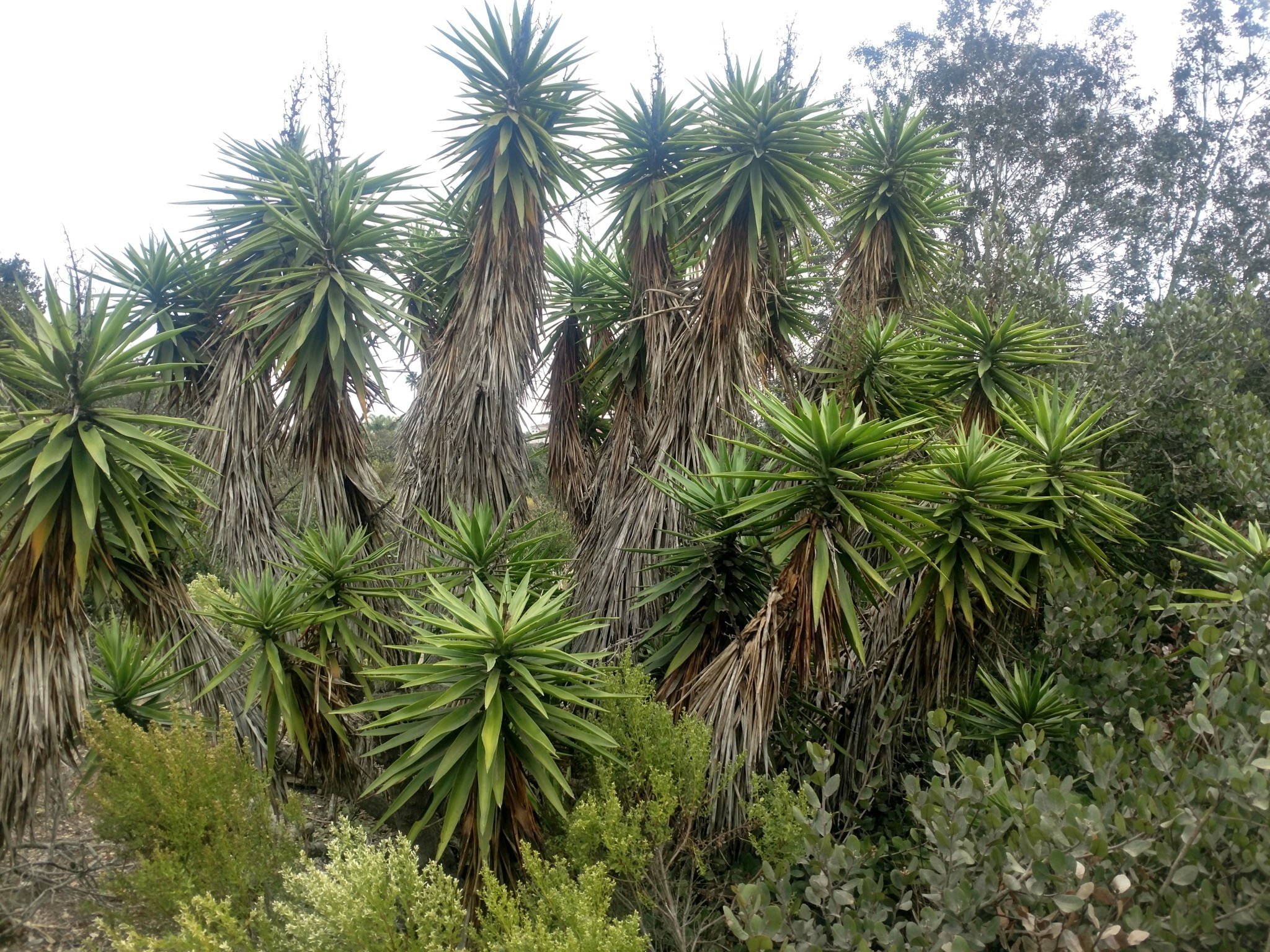 Yucca elephantipes
